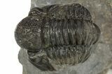 Detailed Gerastos Trilobite Fossil - Morocco #310247-1